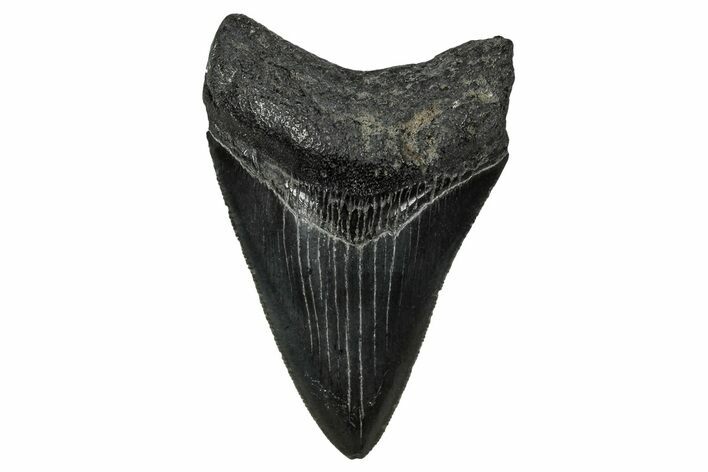 Serrated, Juvenile Megalodon Tooth - South Carolina #340732